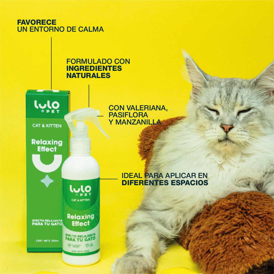 Relaxing Effect Cat & Kitten