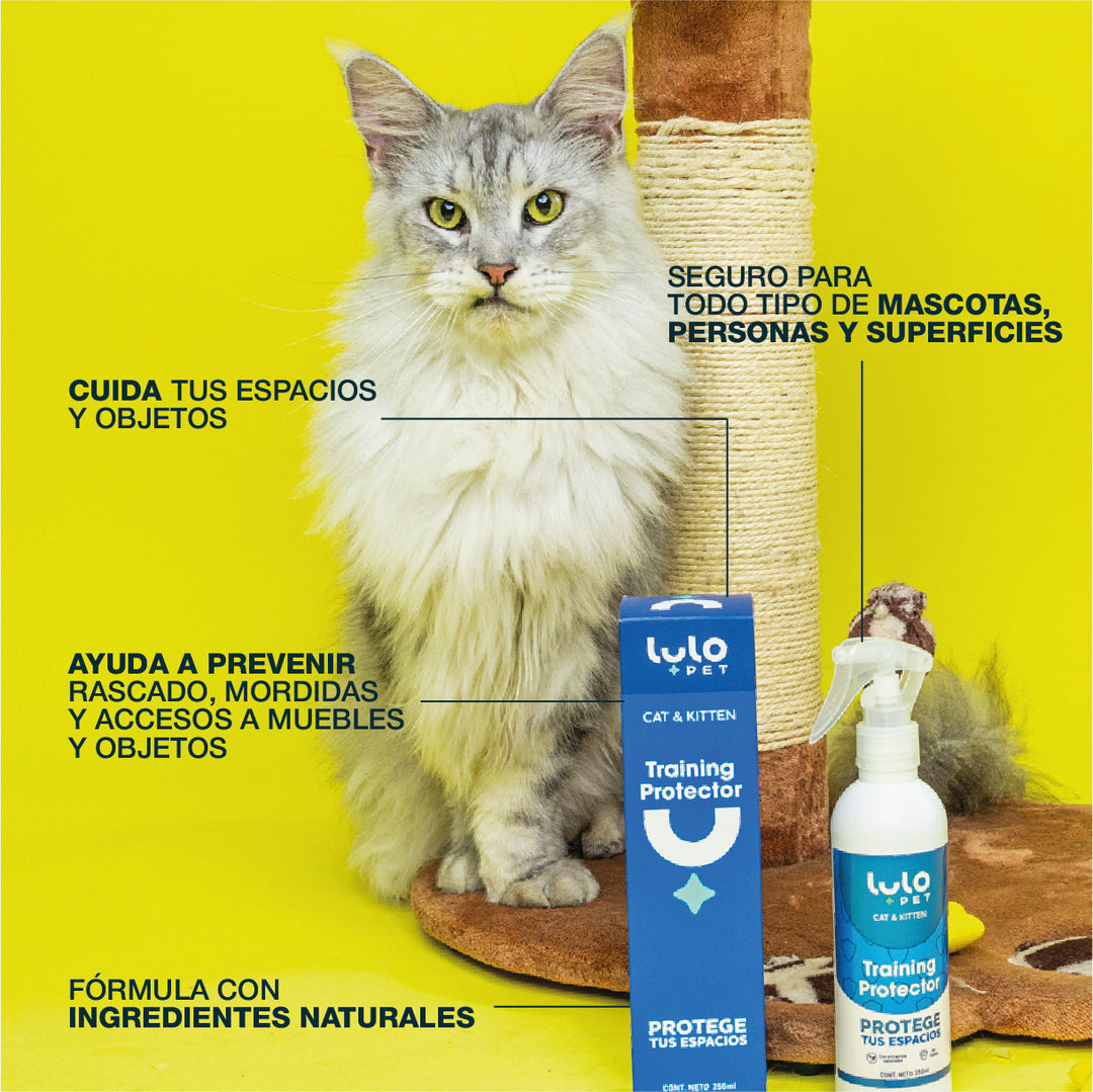Kit Bienvenida Cat & Kitten