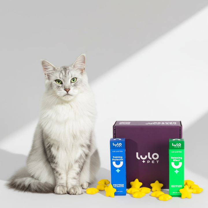 Dúo Tranquilidad Cat & Kitten