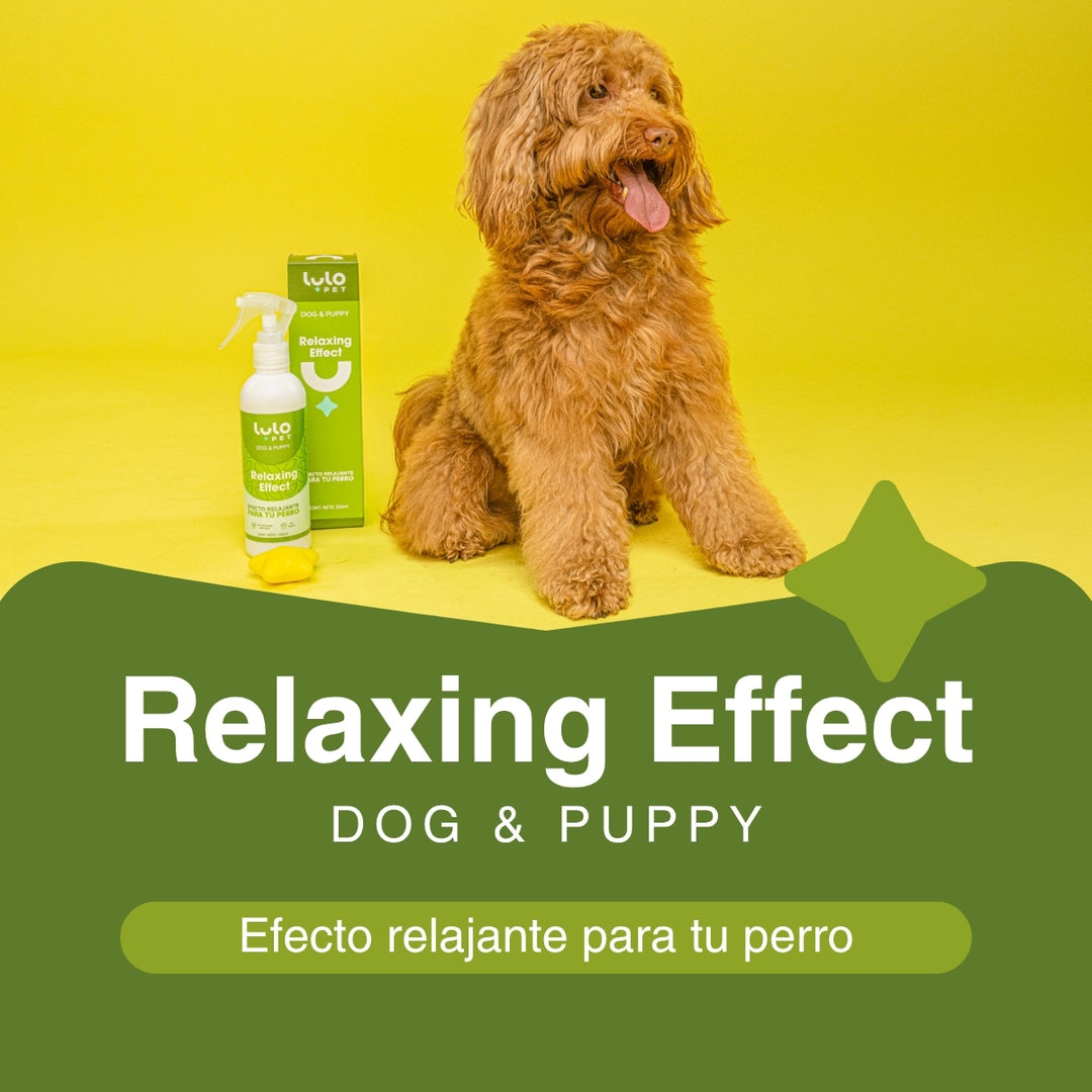 Dúo Momentos Felices Dog & Puppy