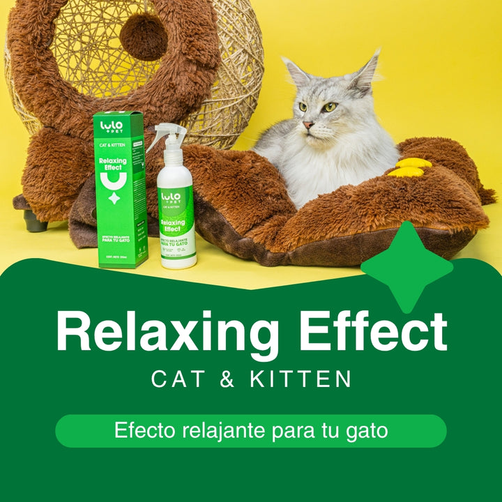 Relaxing Effect Cat & Kitten