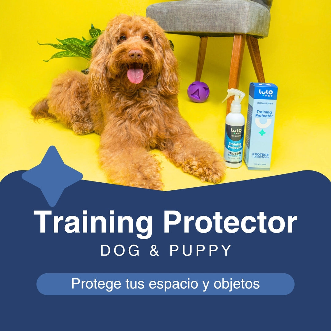 Training Protector Dog & Puppy