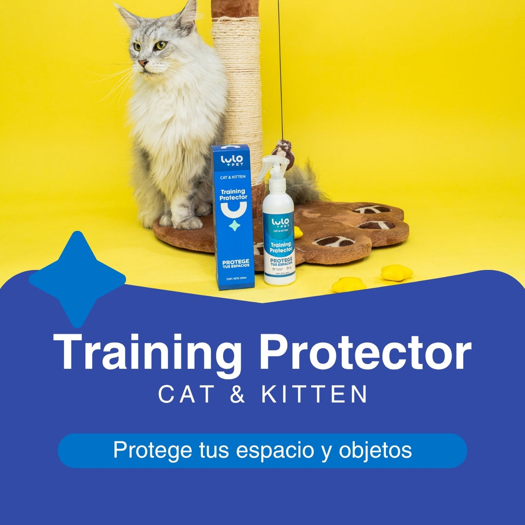 Kit Bienvenida Cat & Kitten