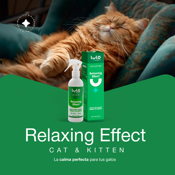 Relaxing Effect Cat & Kitten