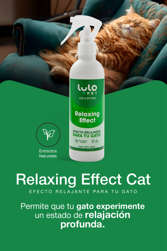 Relaxing Effect Cat & Kitten