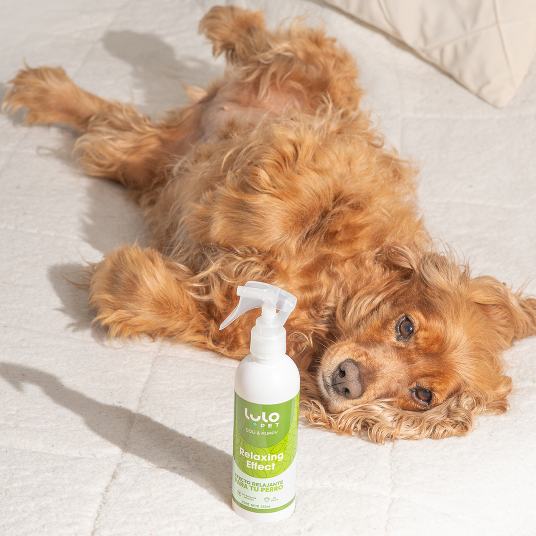 Relaxing Effect Dog & Puppy