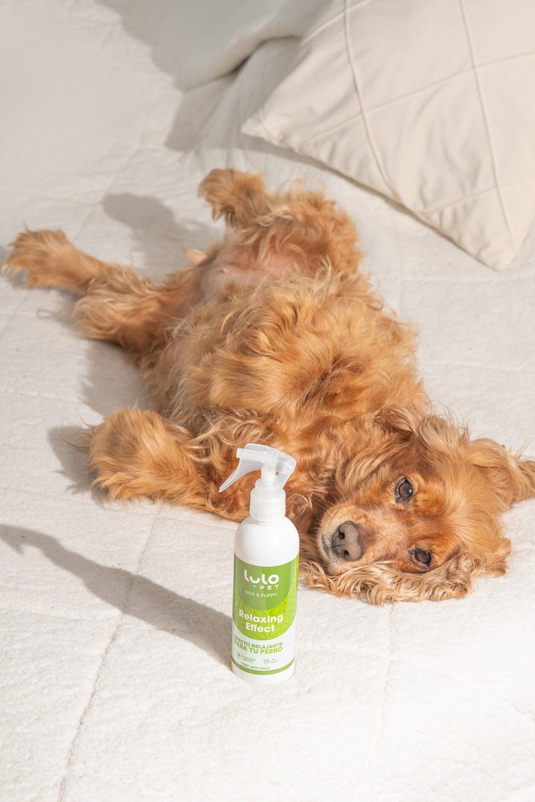 Relaxing Effect Dog & Puppy