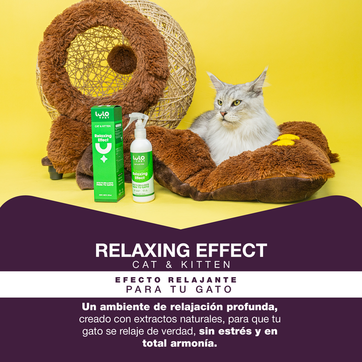 Relaxing Effect Cat & Kitten