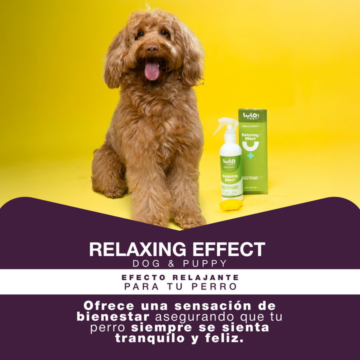 Relaxing Effect Dog & Puppy