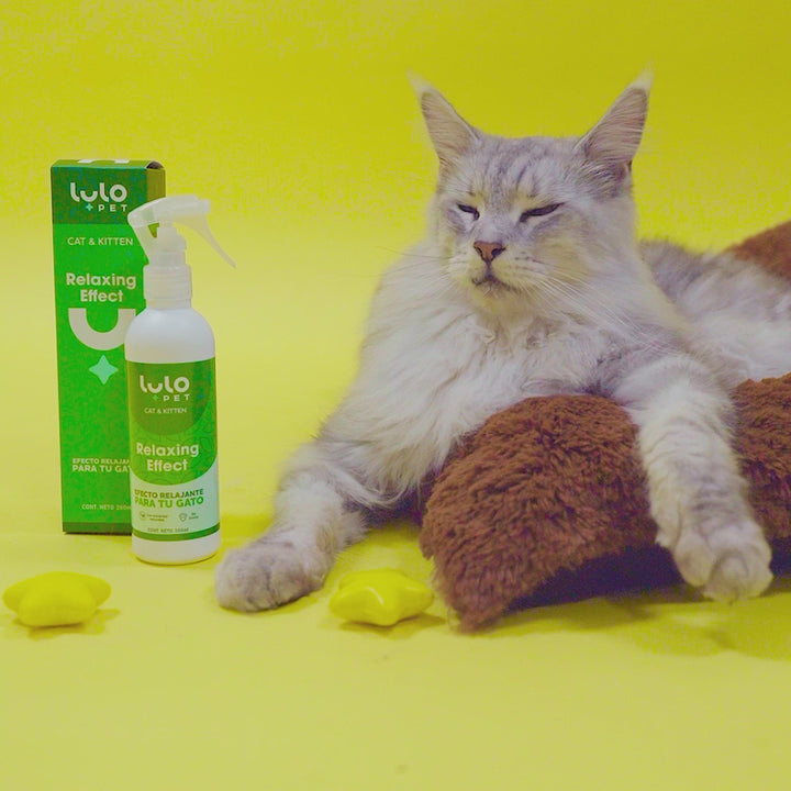 Relaxing Effect Cat & Kitten